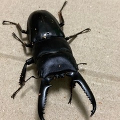 ツシマヒラタクワガタ　ペア　NO2