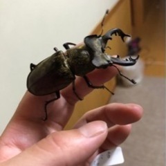 岩手県産　ミヤマクワガタ4PA