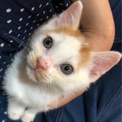 人懐っこい可愛い子です♡