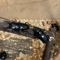 霧島産　アカアシクワガタ　オスメス1ペア