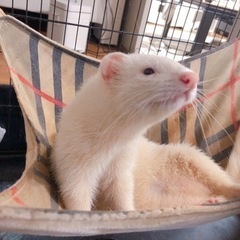 フェレット 2匹