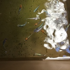 ミックス　ラメメダカ　成魚20匹