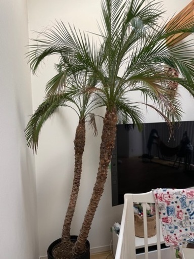 フェニックスロベレニー　引き取り限定