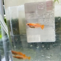 メダカ＋赤いエビ　初心者パック　大好評の画像