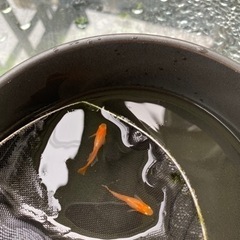 メダカ＋赤いエビ　初心者パック　大好評の画像