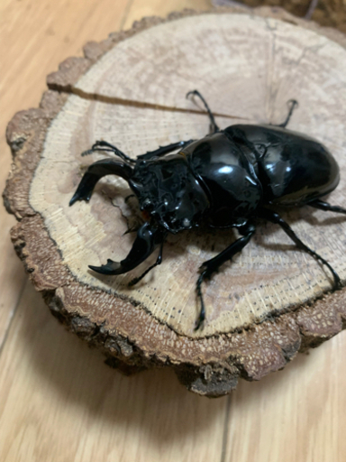 タランドゥスオオツヤクワガタ　ホワイトアイ　ペア（即ブリ）