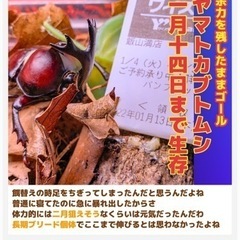 羽化したてのカブトムシお譲りしますの画像