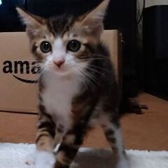 生後2ヶ月半位　元気いっぱい、アメショ柄のきんちゃん【🌟🌟譲渡会🌟】