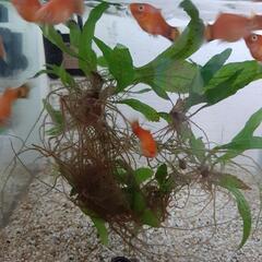 熱帯魚　プラティ5匹ほど