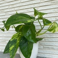 追加 観葉植物：ポトス苗