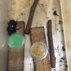 ノコギリクワガタ　カブトムシ等100円からの画像