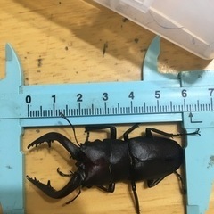 ノコギリクワガタ　カブトムシ等100円からの画像