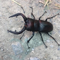 ノコギリクワガタ　カブトムシ等100円から