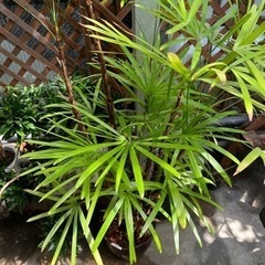 シュロチク現品処分品