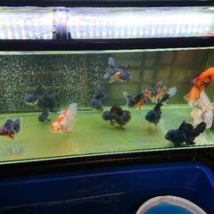 豪華な金魚沢山いますよ〜🤗