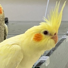 オカメインコの雛　里親様募集　その3