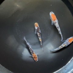 三色ラメメダカの卵7