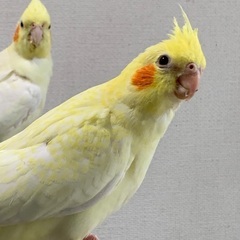 オカメインコの雛　里親様募集　その1