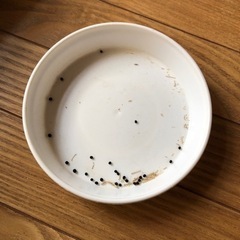 ムスカリの種　無料　送料も無料　お話し中