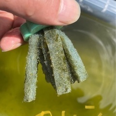 メダカ   めだか  販売の画像
