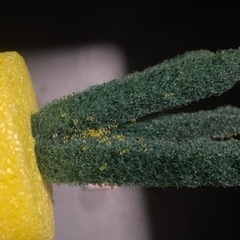 メダカ   めだか  販売の画像