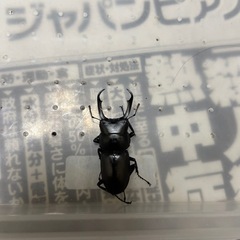 大型コクワガタペア(R4-12)