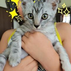 （急募）美猫☆里親募集！黒縞♀