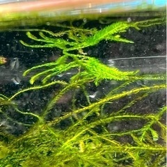 無農薬ウィローモス10ｇ