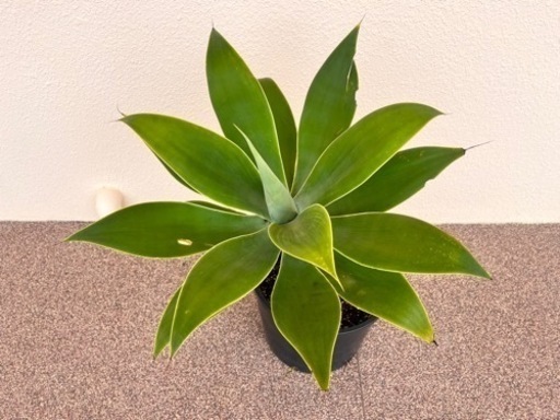 観葉植物　アガベ •アテナータ　②