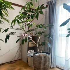 観葉植物を安く販売しますの画像
