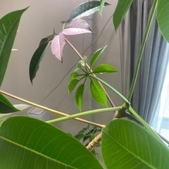 観葉植物を安く販売しますの画像