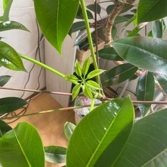 観葉植物を安く販売しますの画像