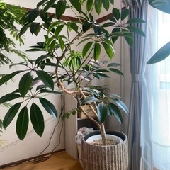 観葉植物を安く販売しますの画像