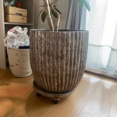 観葉植物を安く販売しますの画像