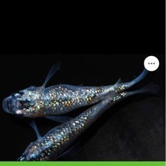 高級メダカの卵の画像