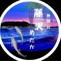 高級メダカの卵の画像