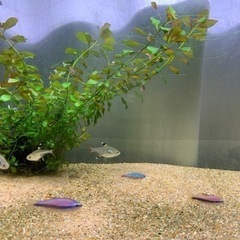 熱帯魚差し上げます（コリドラスピグミー、インパイクティスケリー等）