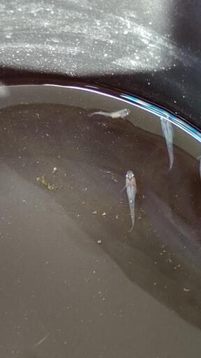 メダカ　オーロラ黄ラメサファイアの稚魚　１５匹