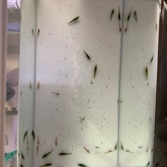 カラーシュリンプ選別漏れ20匹以上の画像