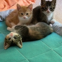 猫の里親募集