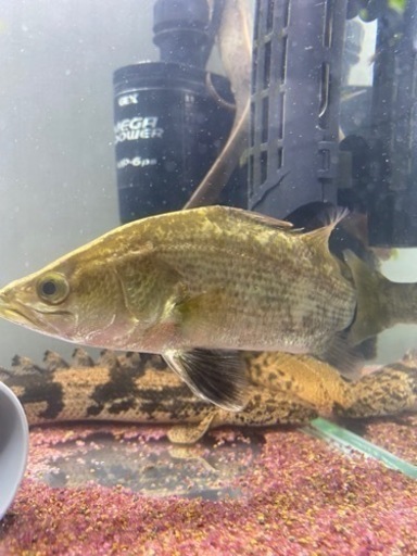 熱帯魚　バラマンディ