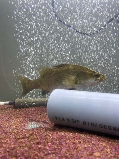 熱帯魚　バラマンディ
