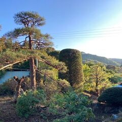 庭木の剪定、畑の草刈り承ります。　植木は１本からOK