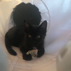 素敵な家族決まりました。ありがとうございました。