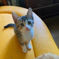 2ヶ月半になる子猫たち、元気いっぱいです。