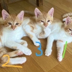 茶白3兄弟オス3ヶ月