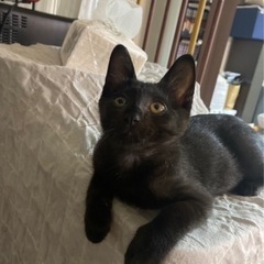 ロイド君と兄弟！甘えた黒猫よる君^_^