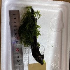プレモス　　南米　ウィーピング　ウィローモス