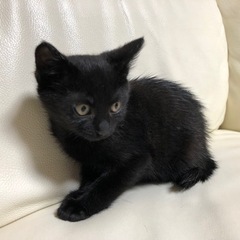 三匹の子猫ちゃん募集終了しました。