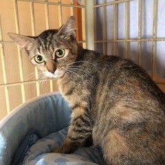 小柄な可愛いキジトラさびの女の子 - 猫